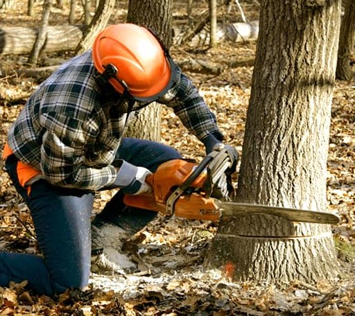 Tree Removal in White Pine, MI